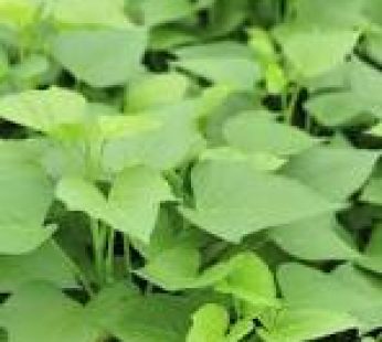 Potato Leaves