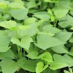 Potato Leaves