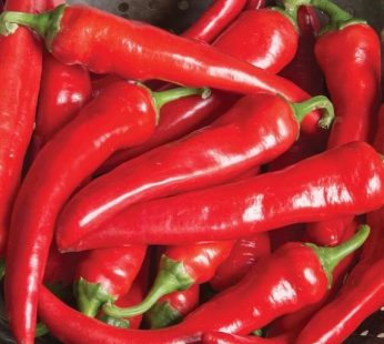 Long Hot Pepper